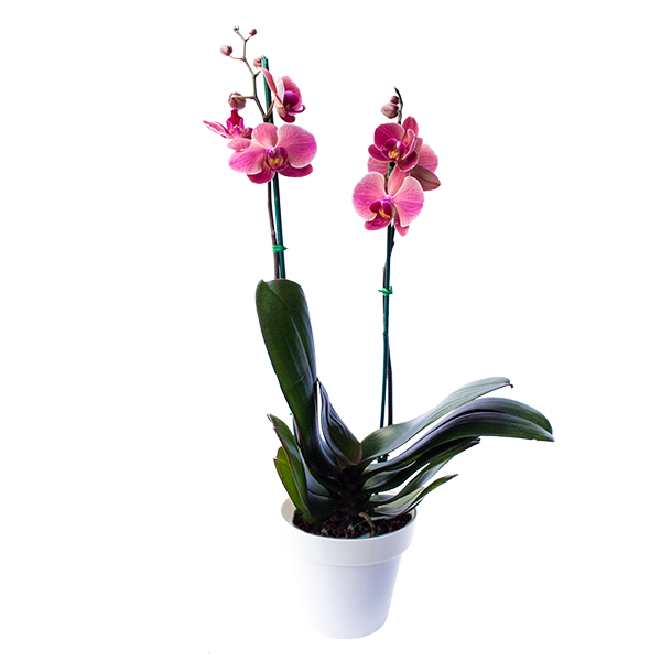 Planta Orquídea fucsia