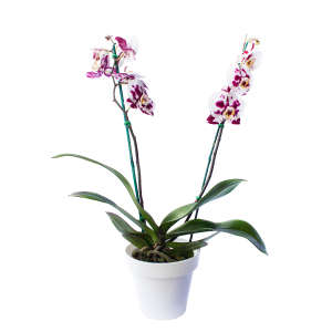 Planta Orquídea Morada/blanco
