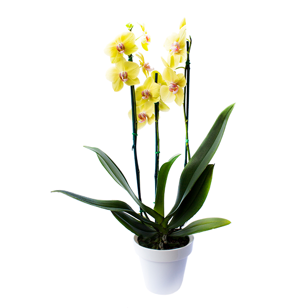 Planta Orquídea Amarilla